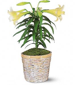 Easter Lily Plant