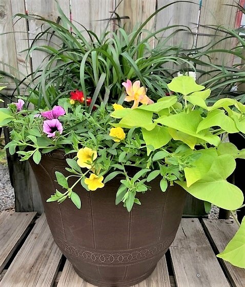 Blooms and More Blooms!!
