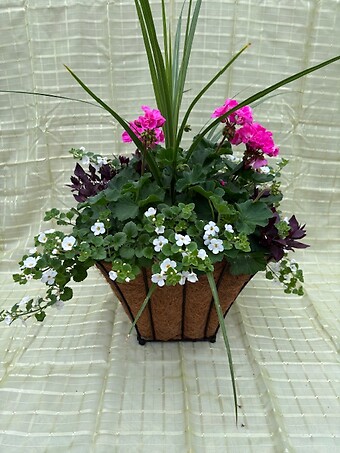 Gracious Geranium - 1112