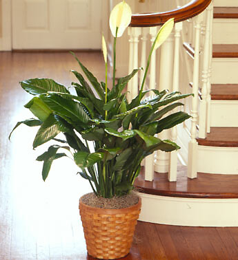 Simply Elegant Spathiphyllum - Large