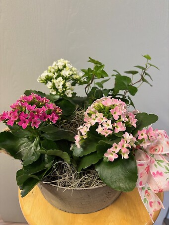 Kalanchoe Garden
